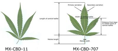 Analysis of Morphological Traits, Cannabinoid Profiles, THCAS Gene Sequences, and Photosynthesis in Wide and Narrow Leaflet High-Cannabidiol Breeding Populations of Medical Cannabis